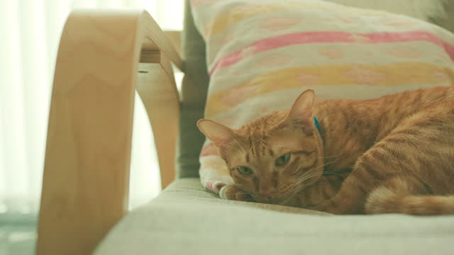 Cute tabby cat sleeping on pillow in house of the happy cat owner.Concept of happy pet.