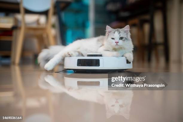 kitten sits on a robot vacuum in the living room. - robot funny stock pictures, royalty-free photos & images