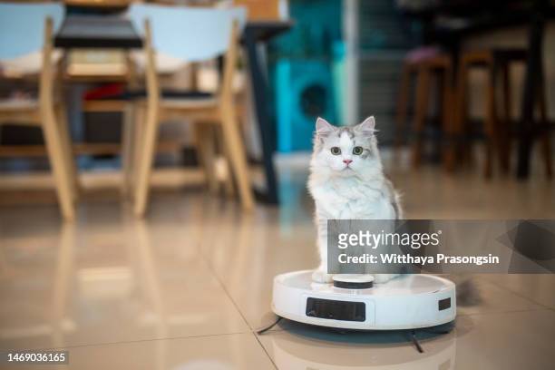 kitten sits on a robot vacuum in the living room. - cat funny stock-fotos und bilder