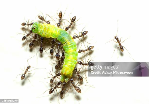 ants help carrying caterpillar - animal behavior. - ant carrying stock pictures, royalty-free photos & images