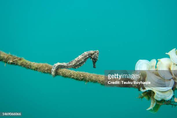 seahorses - stock photo - zeepaardje stockfoto's en -beelden