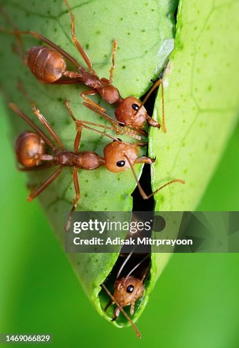 Formicaio Trasparente Fai Da Te - Habitat Per Formiche Con Alimentatore, Osservazione Comportamento Insetti - Foto 6