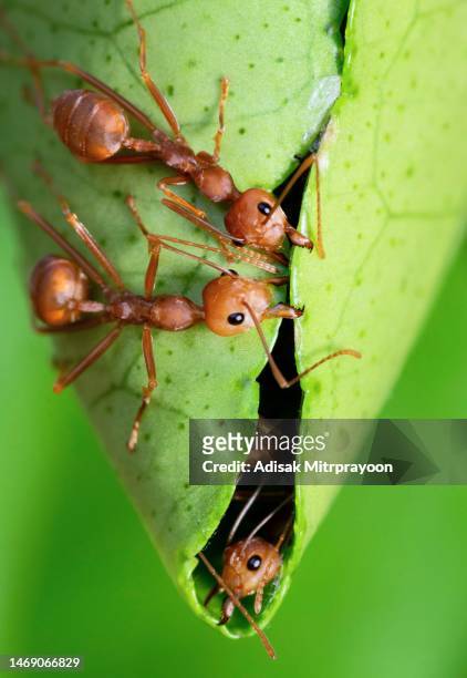 ants help biting green leaf to build nest - animal behavior. - ant bites stock pictures, royalty-free photos & images