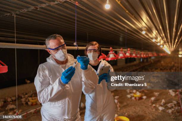 Poultry Injection 194 Poultry Injection Stock Photos, High-Res Pictures, and Images ...