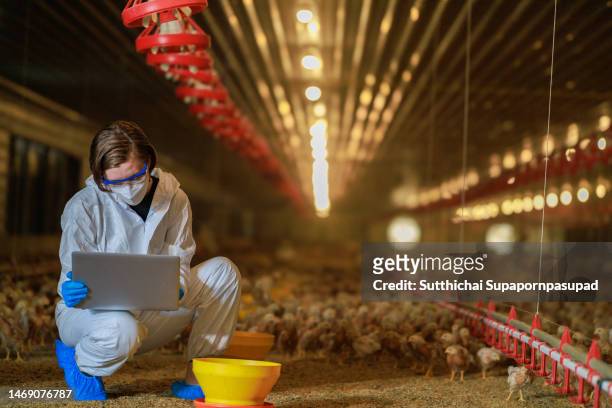 female  veterinarian working in industry chicken farm with digital tablet for checking the quality of egg. - hatchery stock pictures, royalty-free photos & images