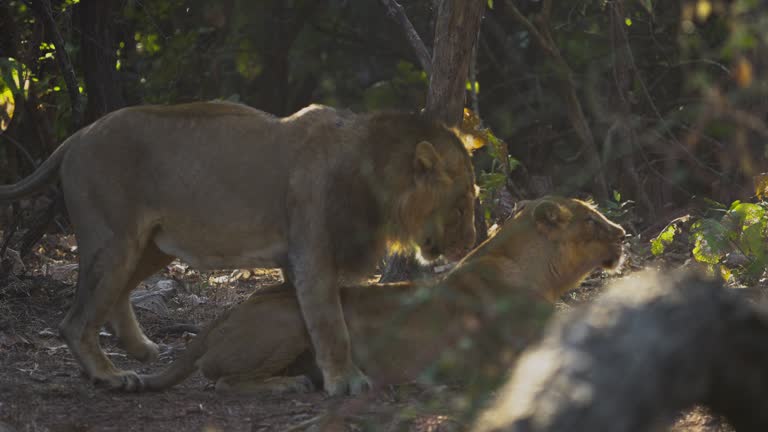 Accouplement 14 961 Accouplement Animal Stock Videos, Footage, & 4K Video Clips ...