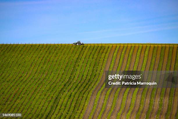 rows of grapevines - サンタイネス ストックフォトと画像