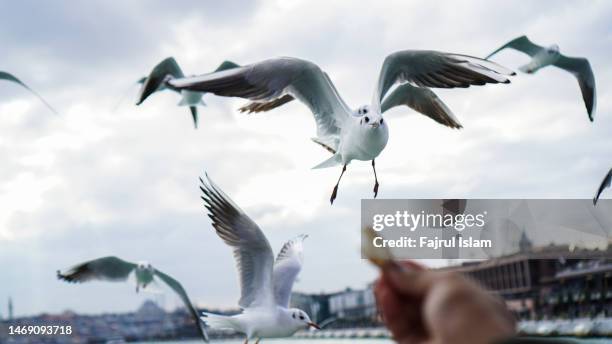 seagull in the sky - passenger ferry stock pictures, royalty-free photos & images