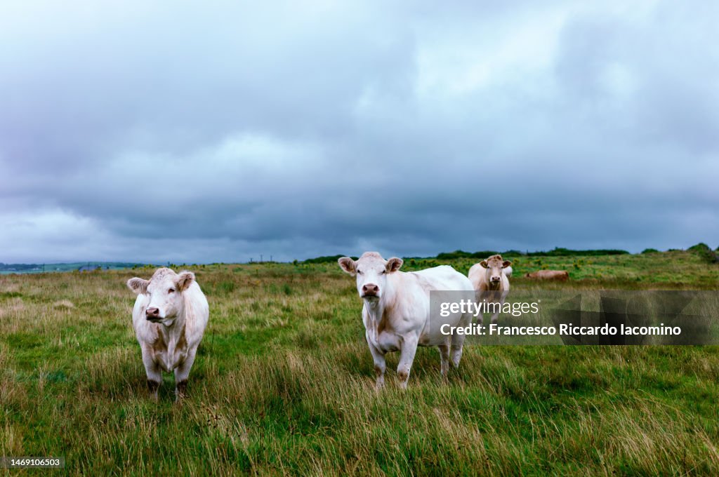 Irish Cow, County Donegal, Ireland