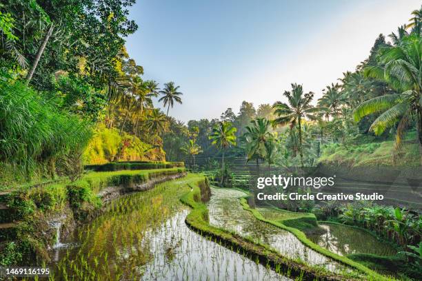 terraza de arroz bali, indonesia - rice paddy fotografías e imágenes de stock