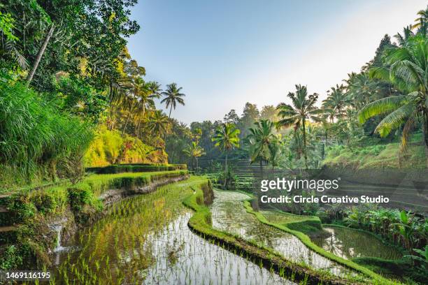 rice terrace bali, indonésia - rice terrace - fotografias e filmes do acervo