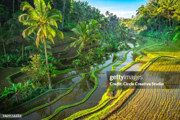 rice terrace bali, indonesia - tegallalang stock pictures, royalty-free photos & images