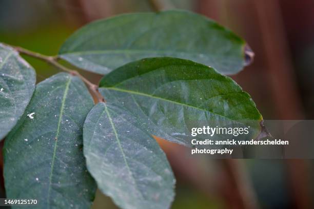 aristolochia arborea - aristolochia stock pictures, royalty-free photos & images