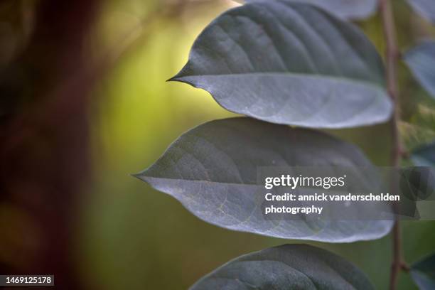 aristolochia arborea - aristolochia stock pictures, royalty-free photos & images
