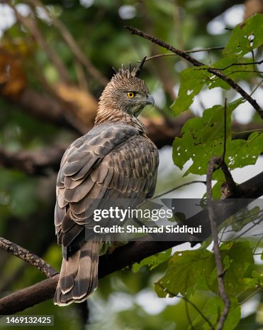 Changeable Hawk Eagle - Dark Morph Changeable Hawk Eagle - Dark Morph