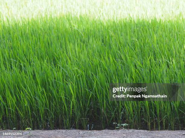 green fields - wheatgrass stock pictures, royalty-free photos & images