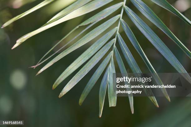 dypsis lutescens - areca palm tree stock pictures, royalty-free photos & images