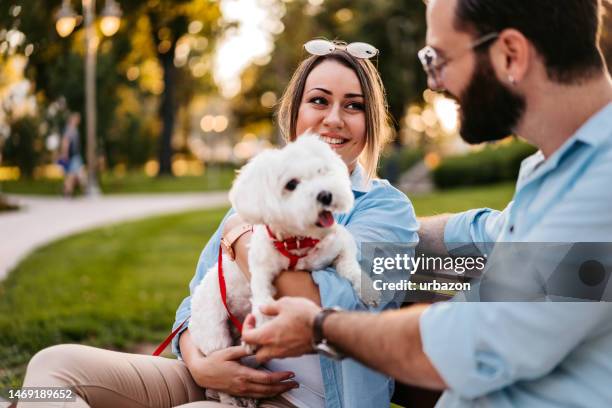 マルタ犬と一緒に公園のベンチに座っている若い夫婦 - lap dog ストックフォトと画像