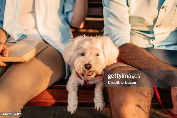 maltese dog sitting between a young couple on the park bench - woman dog bench stock pictures, royalty-free photos & images