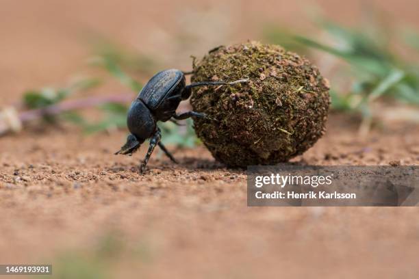 dung beetle rolling ball of dung, solio game reserve - scarabee stockfoto's en -beelden