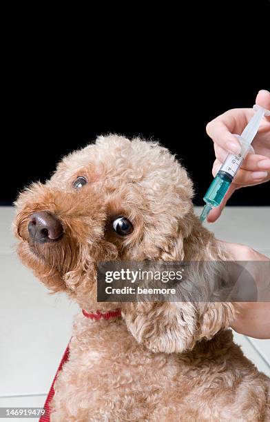 poodle vaccination shot - rabies stock pictures, royalty-free photos & images