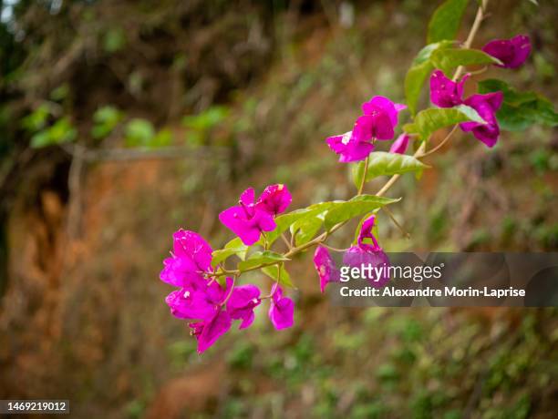 bougainvillea, shrubs or small tree with pink flowers on a sunny day - fuchsia orchids stock pictures, royalty-free photos & images