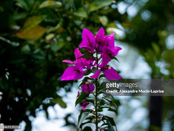 bougainvillea, shrubs or small tree with pink flowers on a cloudy day - fuchsia orchids stock pictures, royalty-free photos & images