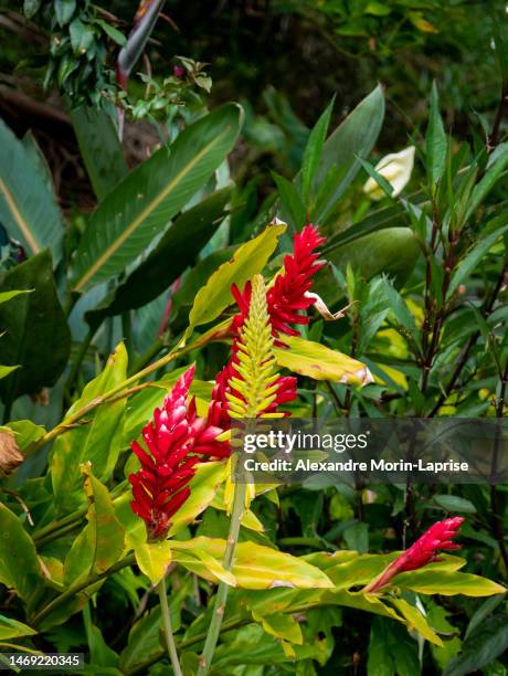 alpinia purpurata, red ginger, also called ostrich plume and pink cone ginger, red and yellow flower in a garden in a cloudy day - alpinia zerumbet stock pictures, royalty-free photos & images
