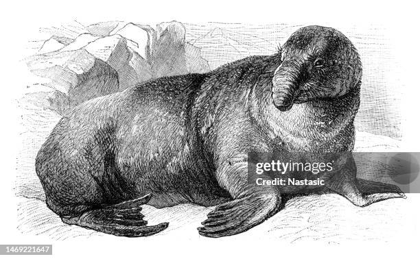 sea elephant or cystophora proboscidea - walrus stock illustrations