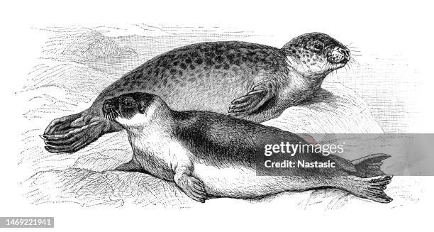 harbor or common seal, phoca vitulina - baby seal stock illustrations