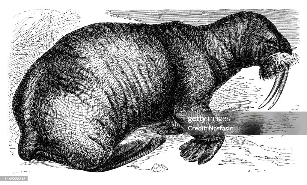 Walrus or Trichechus rosmarus