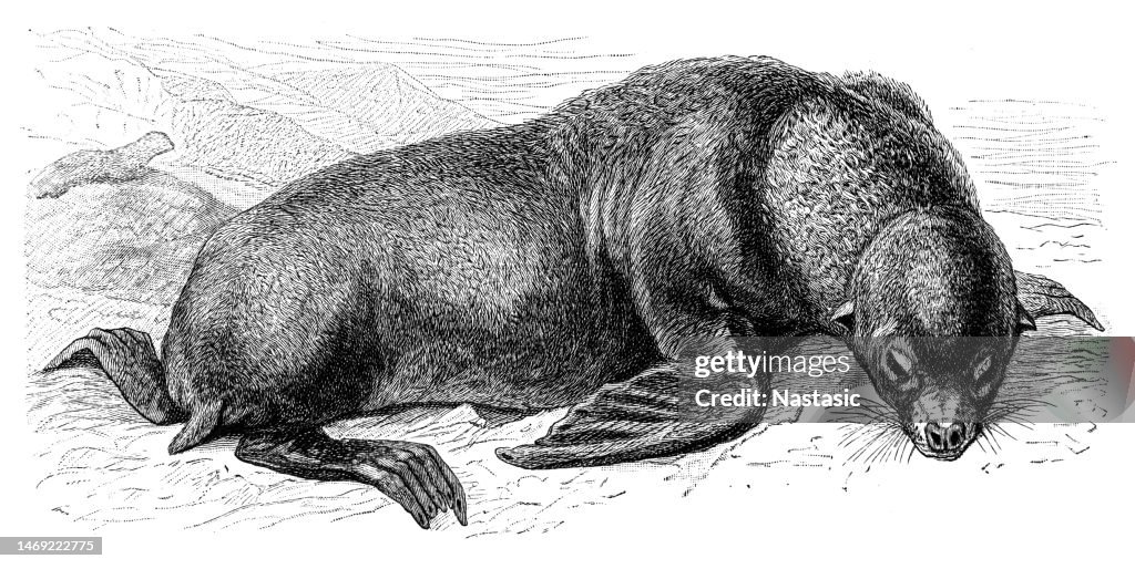 Sea lion or Otaria Stelleri.