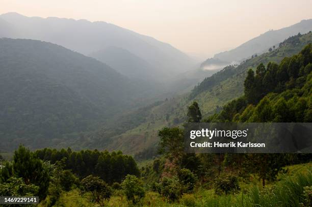 boarder between bwindi impenetrable national park and not protected land. - virunga stock pictures, royalty-free photos & images