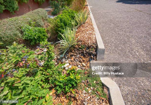 a public bioswale made of drought-resistant plants, grasses, rocks and mulch. - bioswale stock pictures, royalty-free photos & images