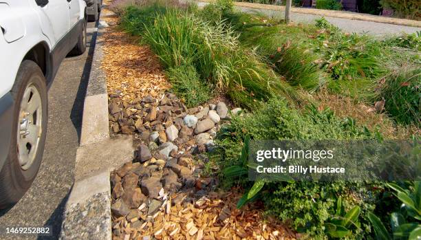 a public bioswale made of drought-resistant plants, grasses, rocks and mulch. - bioswale stock pictures, royalty-free photos & images