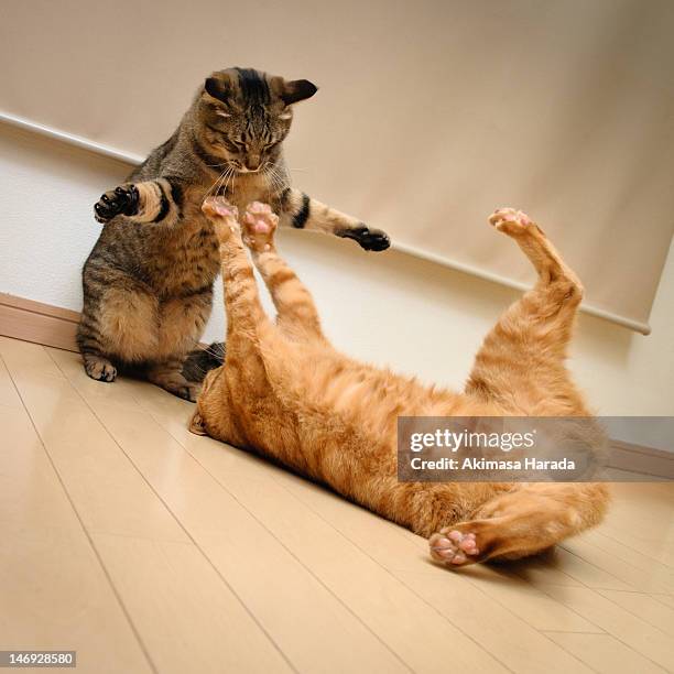 cat fighting - cats fighting stock pictures, royalty-free photos & images