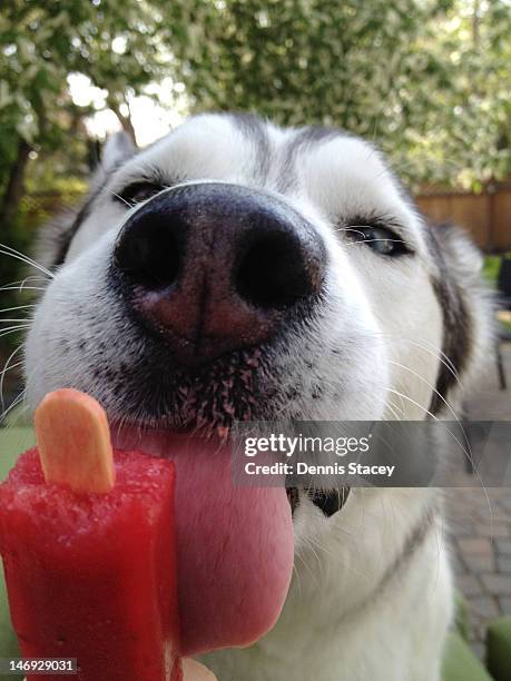https://media.gettyimages.com/id/146929031/photo/dog-licking-frozen-treat.jpg?s=612x612&w=gi&k=20&c=FV9Acc7XpgSchHz-wacX02GszOfnBkHbgSWeZ2sQzKI=