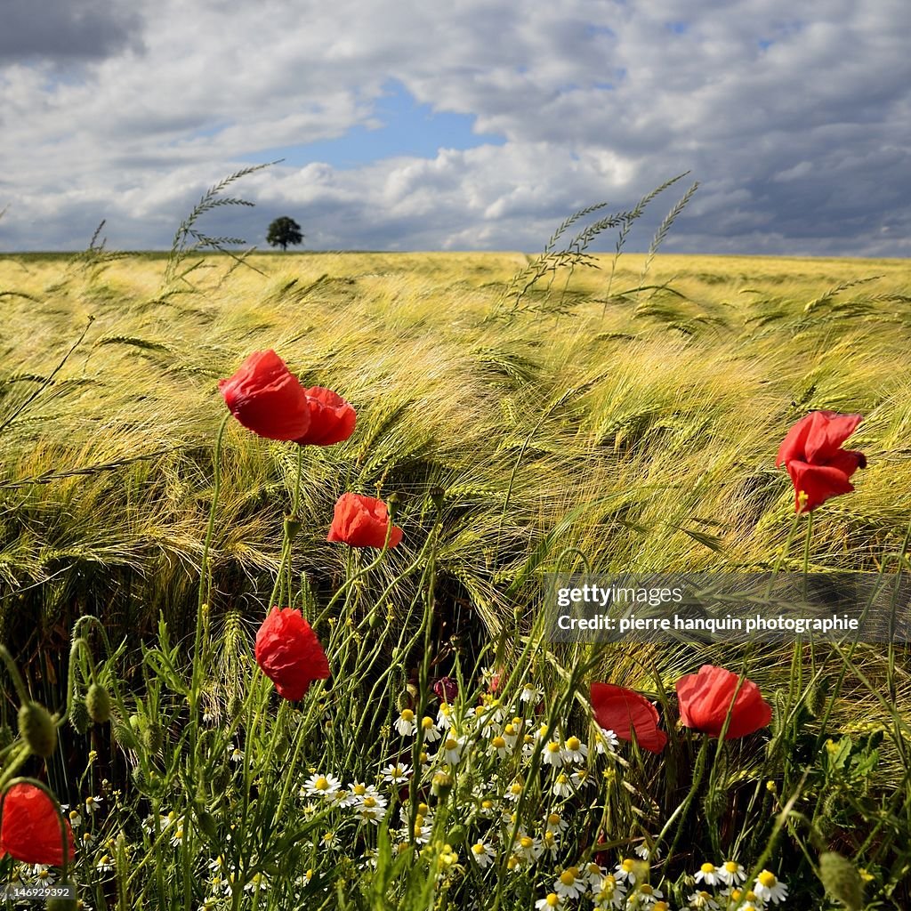 Poppies and barley field