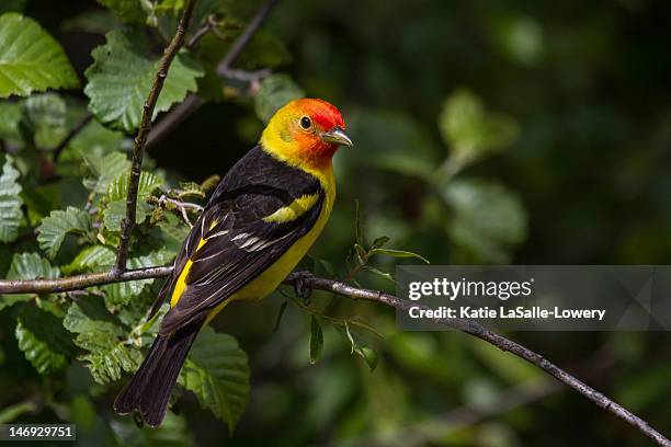 western tanager male - piranga ludoviciana stock pictures, royalty-free photos & images