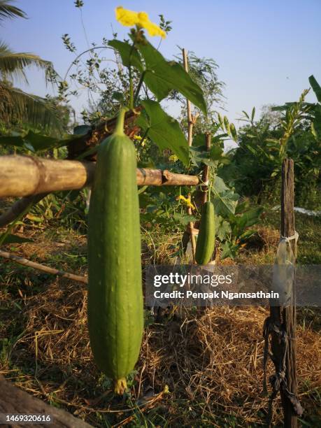 luffa acutangular, cucurbitaceae green vegetable fresh on brown fabric in garden on nature background - loofah stock-fotos und bilder