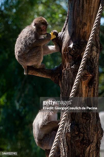 Japanese macaques eat fruits to keep cool from the heat at the Bioparco zoological garden during lunch time on June 23, 2012 in Rome, Italy. Over the...