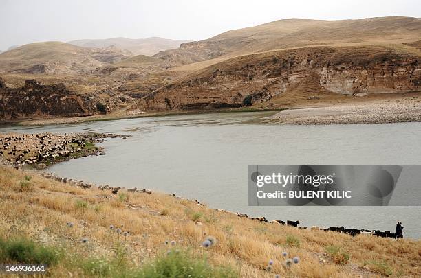 Shepherd walks in front of his sheep near Tigris river in in the southeastern city of Batman on June 23, 2012. The Tigris is 1,850 km long, rising in...