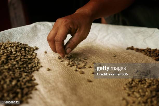 selective focus hand picking a defective coffee seed in its natural condition local business with out machine - coffee plant stock pictures, royalty-free photos & images