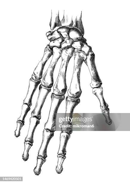 old engraved illustration of the bones of the right hand - skelett hand stock-fotos und bilder