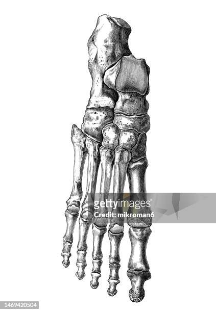 old engraved illustration of the bones of the right foot - anatomisches modell stock-fotos und bilder