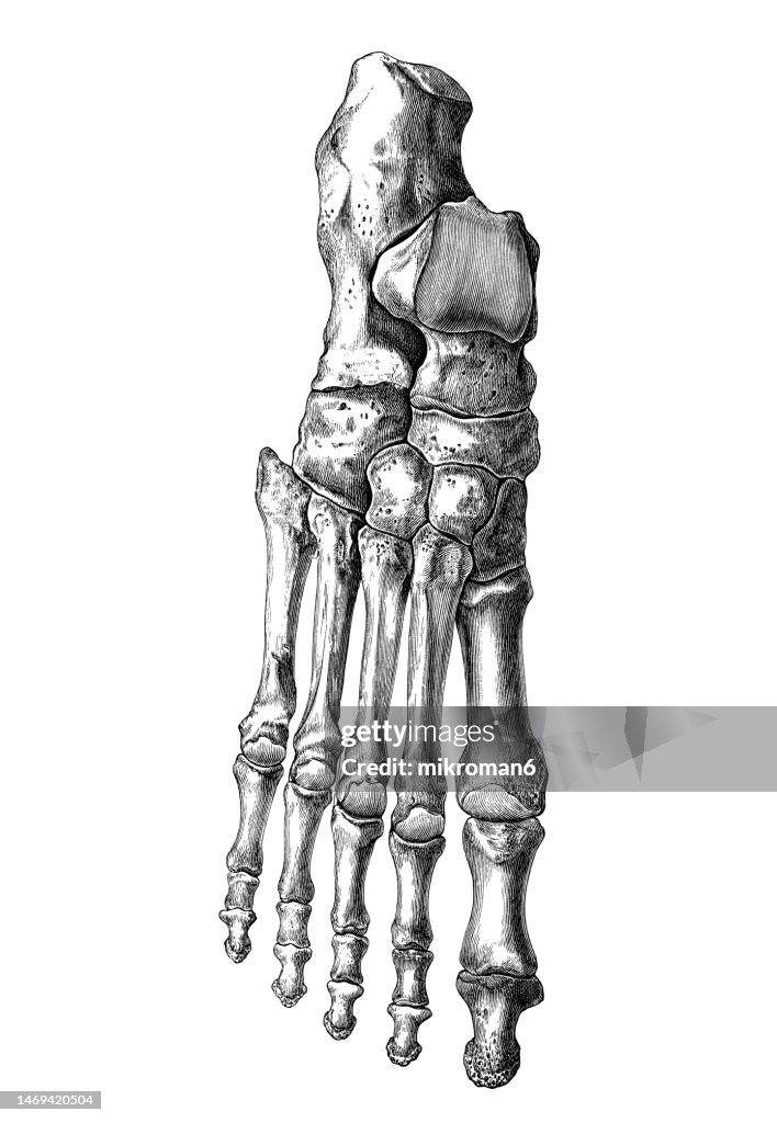 Old engraved illustration of the bones of the right foot