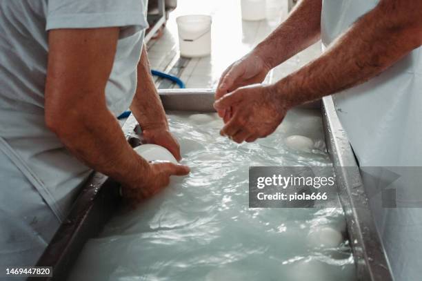 bufala mozzarella produktion in italien - mozzarella stock-fotos und bilder