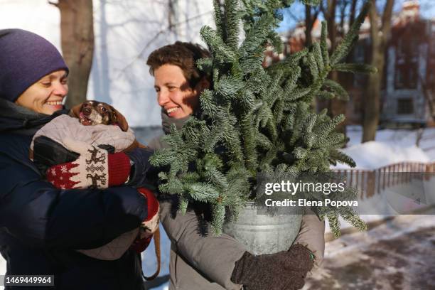 mid adult female lgbtqia+ couple walking outdoors with small christmas tree and disabled dachshund dog sitting in a bag - dachshund christmas stock pictures, royalty-free photos & images