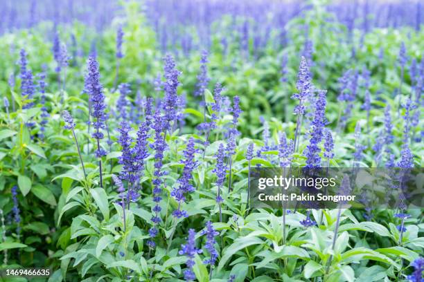 beautiful purple blue salvia flowers blooming in the daytime against a field background. - salie stockfoto's en -beelden