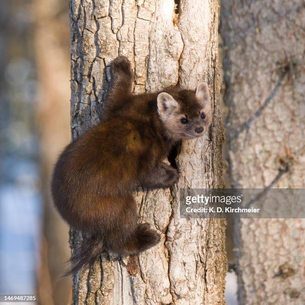 pine marten clinging to tree - martens stock pictures, royalty-free photos & images